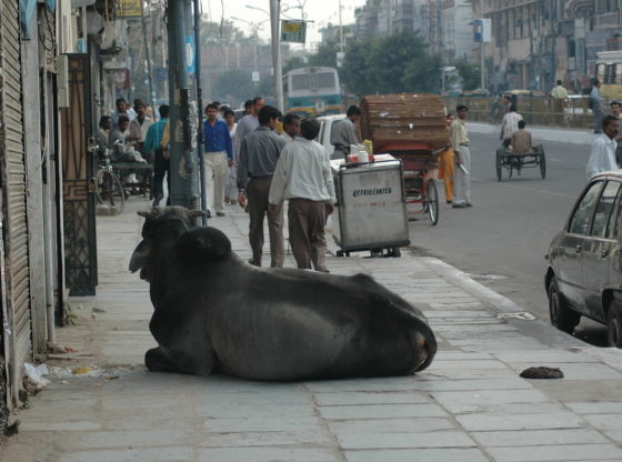 Cows are a common sight in the streets of New Delhi. A cow reclines in the middle of a pavement on a busy road.